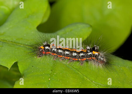 Giallo-coda, gold-coda (Euproctis similis, Porthesia similis, Sphrageidus similis), Caterpillar su una foglia di quercia, Germania Foto Stock