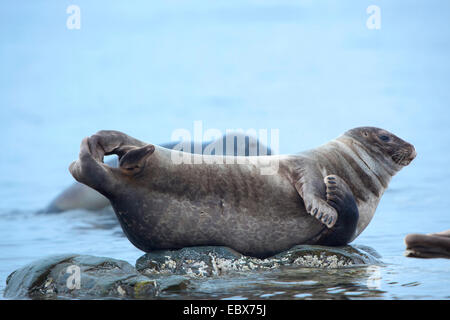 Guarnizione di tenuta del porto, guarnizione comune (Phoca vitulina), poggiante sul ventre su una roccia vicino alla superficie dell'acqua, Norvegia Isole Svalbard, Fuglehuken Foto Stock