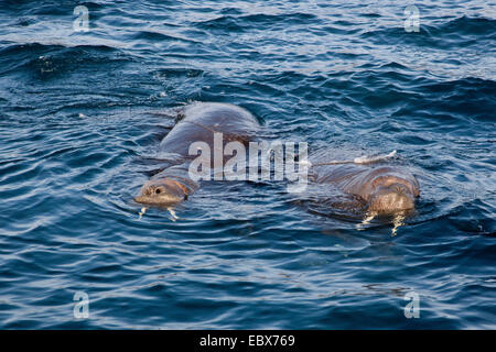 Tricheco (Odobenus rosmarus), due femmine di nuoto in corrispondenza della superficie dell'acqua, Norvegia Isole Svalbard, Eidenbreen Foto Stock