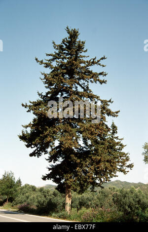 Italian cipresso (Cupressus sempervirens), albero singolo, Spagna Foto Stock