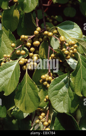 Oriental agrodolce, asiatico (agrodolce Celastrus orbiculatus), rami con frutti Foto Stock