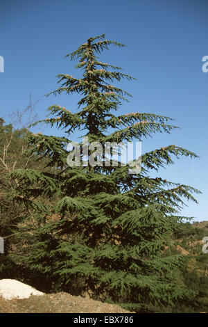 Corto-aguglia cedro, Cipriano cedro (Cedrus brevifolia), albero singolo, Cipro Foto Stock