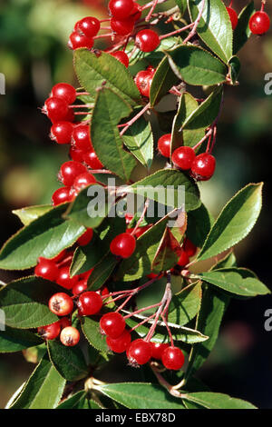 Red Chokeberry (Aronia arbutifolia), il ramo con frutti Foto Stock