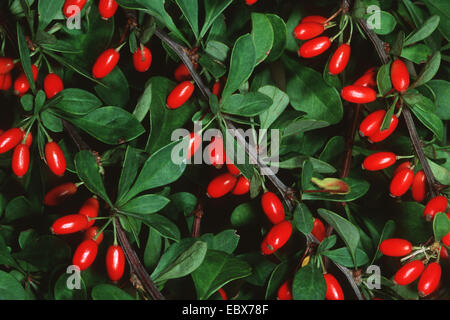 Giapponese Crespino (berberis thunbergii), rami con frutti Foto Stock