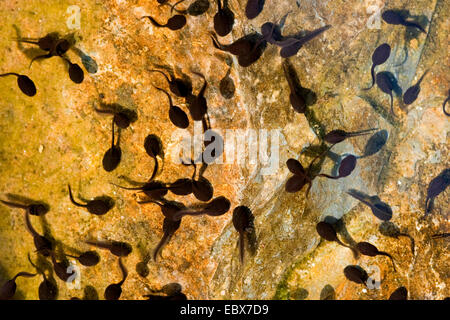 Europeo di rospo comune (Bufo bufo), Girini in acqua, in Germania, in Renania Palatinato Foto Stock