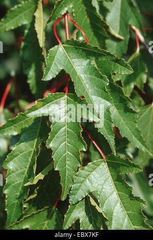 Acero di Amur (Acer ginnala, Acer tataricum ssp, ginnala), lascia su di un ramo Foto Stock