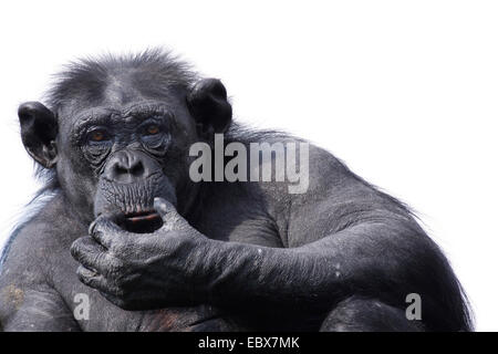 Scimpanzé comune (Pan troglodytes), cercando con la mano premurosamente al mento Foto Stock