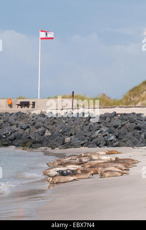 Guarnizione di tenuta del porto, guarnizione comune (Phoca vitulina), allevamento in appoggio al South Beach, Germania, Schleswig-Holstein, Isola di Helgoland Foto Stock