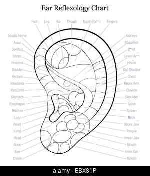 Riflessologia auricolare grafico con la descrizione accurata di corrispondenti organi interni e le parti del corpo. Foto Stock