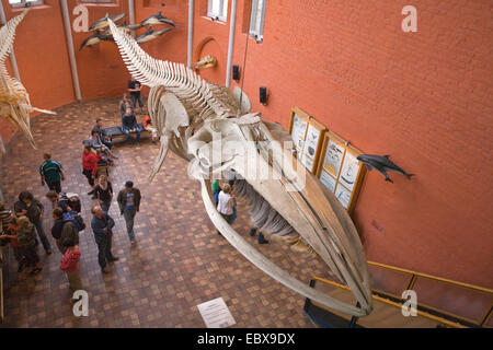 La balenottera, Balenottera comune (Balaenoptera physalus), lo scheletro di balenottera comune in un museo di storia naturale Foto Stock