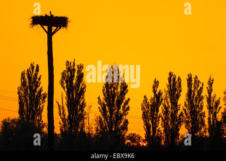 Cicogna bianca (Ciconia ciconia), Stork nest all'alba, Svizzera, Sankt Gallen Foto Stock