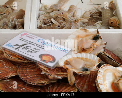 Frutti di mare a Venezia, cozze e gamberi, Italia, Venezia Foto Stock