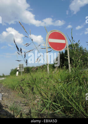 Riflessi saltmarsh-erba (Puccinellia distans), alofite al confine della autostrada A2, in Germania, in Renania settentrionale-Vestfalia Foto Stock