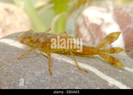 Rossi di grandi dimensioni (damselfly Pyrrhosoma nymphula), larva di una grande damselfly rosso, Germania Foto Stock