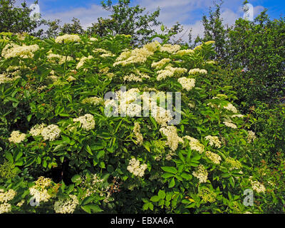 Nero europeo sambuco, Sambuco, Comune di sambuco (Sambucus nigra), boccola di fioritura, in Germania, in Renania settentrionale-Vestfalia Foto Stock