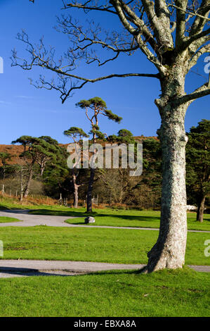 Margam Manor Country Park, Port Talbot, South Wales, Regno Unito. Foto Stock