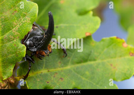 Europeo di scarabeo rinoceronte (Oryctes nasicornis), maschio, Germania Foto Stock