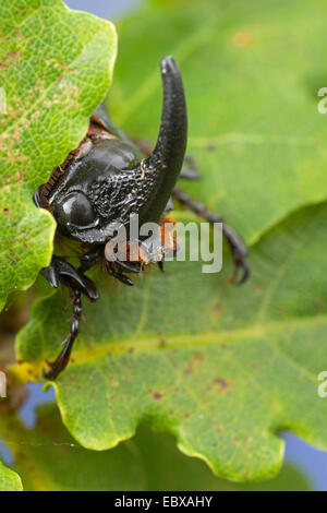 Europeo di scarabeo rinoceronte (Oryctes nasicornis), maschio, Germania Foto Stock