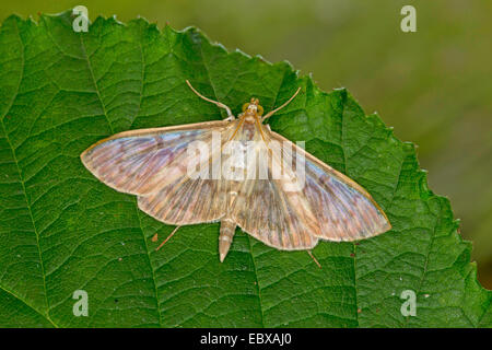 Madre di perla (Pleuroptya ruralis, Syllepta ruralis, Pleuroptya verticalis), su una foglia, Germania Foto Stock