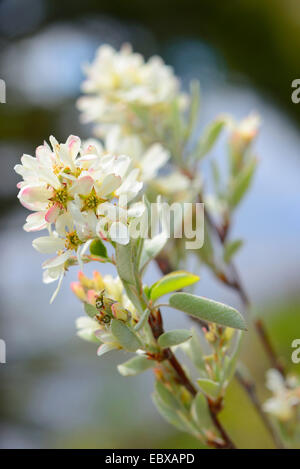 Serviceberry, Snowy mespilus (Amelanchier Ovalis), filiale di fioritura, in Germania, in Baviera Foto Stock