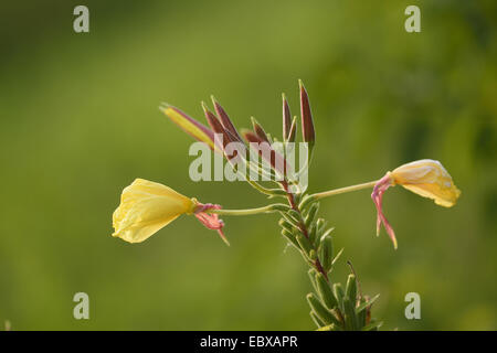 Serata Large-Flowered, Red-Sepaled Evening-Primrose, Large-Leaved olio di Evening Primerose (oenothera glazioviana, Oenothera erythrosepala), infiorescenza, in Germania, in Baviera Foto Stock