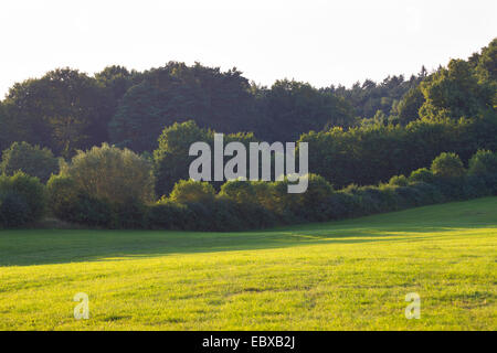 Pascoli con hedge banche, Germania, Schleswig-Holstein Foto Stock