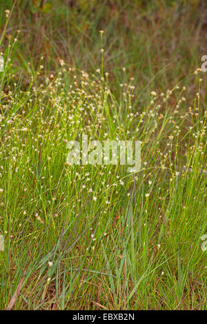 Becco bianco-carici (rhynchospora alba), fioritura, Germania Foto Stock