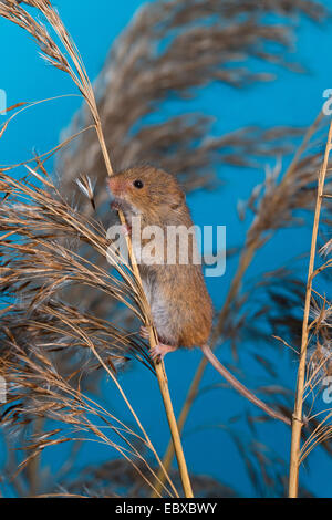 Il vecchio raccolto mondiale di topo (Micromys minutus), in corrispondenza di un gambo, Germania Foto Stock