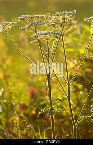 Mucca pastinaca, comune Hogweed, Hogweed, mucca americana-pastinaca (Heracleum sphondylium), fioritura, Germania Foto Stock