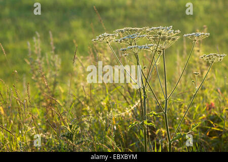 Mucca pastinaca, comune Hogweed, Hogweed, mucca americana-pastinaca (Heracleum sphondylium), fioritura, Germania Foto Stock