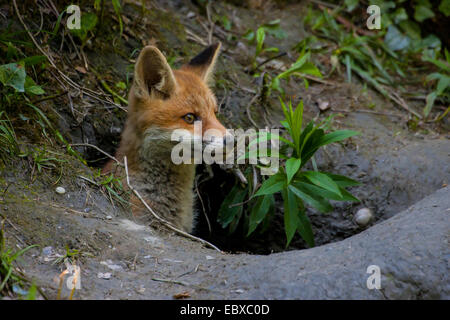 Red Fox (Vulpes vulpes vulpes), Fox cub guarda fuori della sua tana, Svizzera, Sankt Gallen Foto Stock