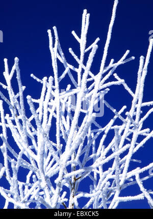 Snow Landscape, rami coperta di neve Foto Stock