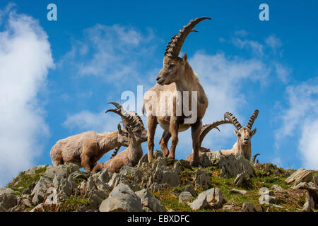 Stambecco delle Alpi (Capra ibex, Capra ibex ibex), gruppo di stambecchi modifica di pelliccia, Svizzera, Alpstein, Saentis Foto Stock