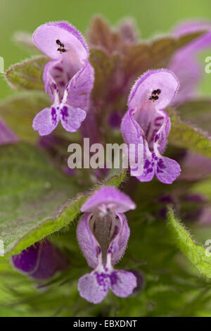 Red dead-ortica, viola deadnettle (Lamium purpureum), Close-up di fiori, Belgio Foto Stock