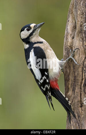 Picchio rosso maggiore (Picoides major, Dendrocopos major), femmina su un albero, Belgio Foto Stock