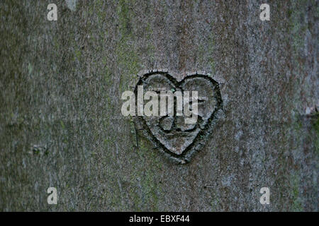 Cuore con le iniziali incise nel tronco di albero Foto Stock