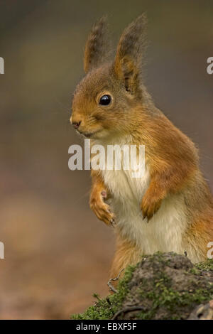 Unione scoiattolo rosso, Eurasian red scoiattolo (Sciurus vulgaris), sul suolo della foresta, Belgio Foto Stock