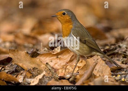 Unione robin (Erithacus rubecula), Robin sul suolo della foresta, Belgio Foto Stock