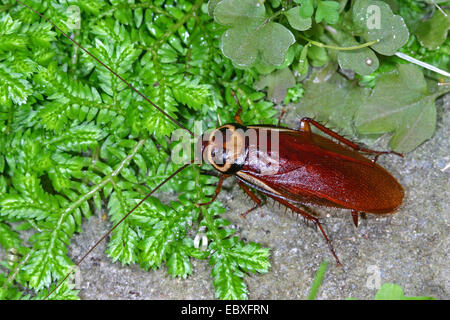 Scarafaggio australiano (Periplaneta australasiae), con Selaginella in una serra Foto Stock