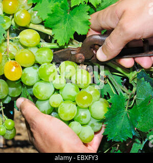 Primo piano di qualcuno il taglio di un grappolo di uva in una vigna durante la vendemmia Foto Stock