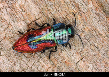 Gioiello beetle, legno-noioso beetle (Anthaxia candens), su deadwood, Germania Foto Stock