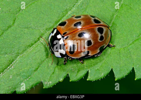 Eyed coccinella, pino ladybird beetle (Anatis ocellata), su una foglia, Germania Foto Stock