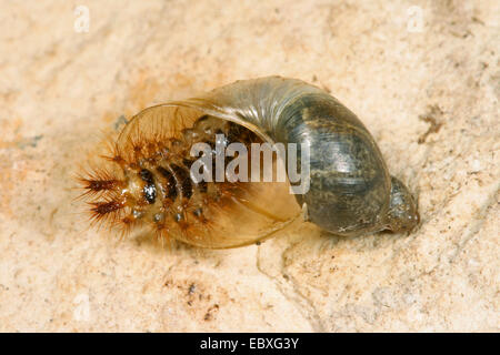 Falso firefly beetle (Drilus concolor), larva di una lumaca Guscio, Germania Foto Stock