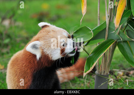 Panda rosso di mangiare le foglie di bambù Foto Stock