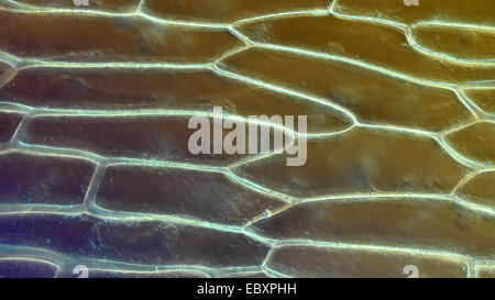 Le pareti cellulari e organelli del bulbo della cipolla scala cellule epidermiche Foto Stock