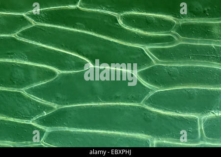 Le pareti cellulari e organelli del bulbo della cipolla scala cellule epidermiche Foto Stock