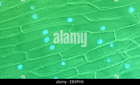 Le pareti cellulari e organelli del bulbo della cipolla scala cellule epidermiche Foto Stock