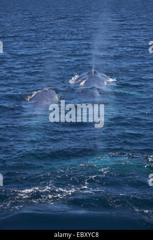 La balenottera azzurra (Balaenoptera musculus), con giovani, Messico, Baja California, Gorda banche Foto Stock