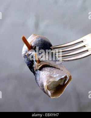 Le aringhe atlantico Aringa (digby, mattie, fatta scorrere, yawling, mare Aringa (Clupea harengus), rollmops su una forcella Foto Stock