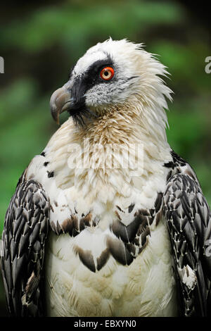 Gipeto (Gypaetus barbatus), ritratto, captive, Baviera, Germania Foto Stock